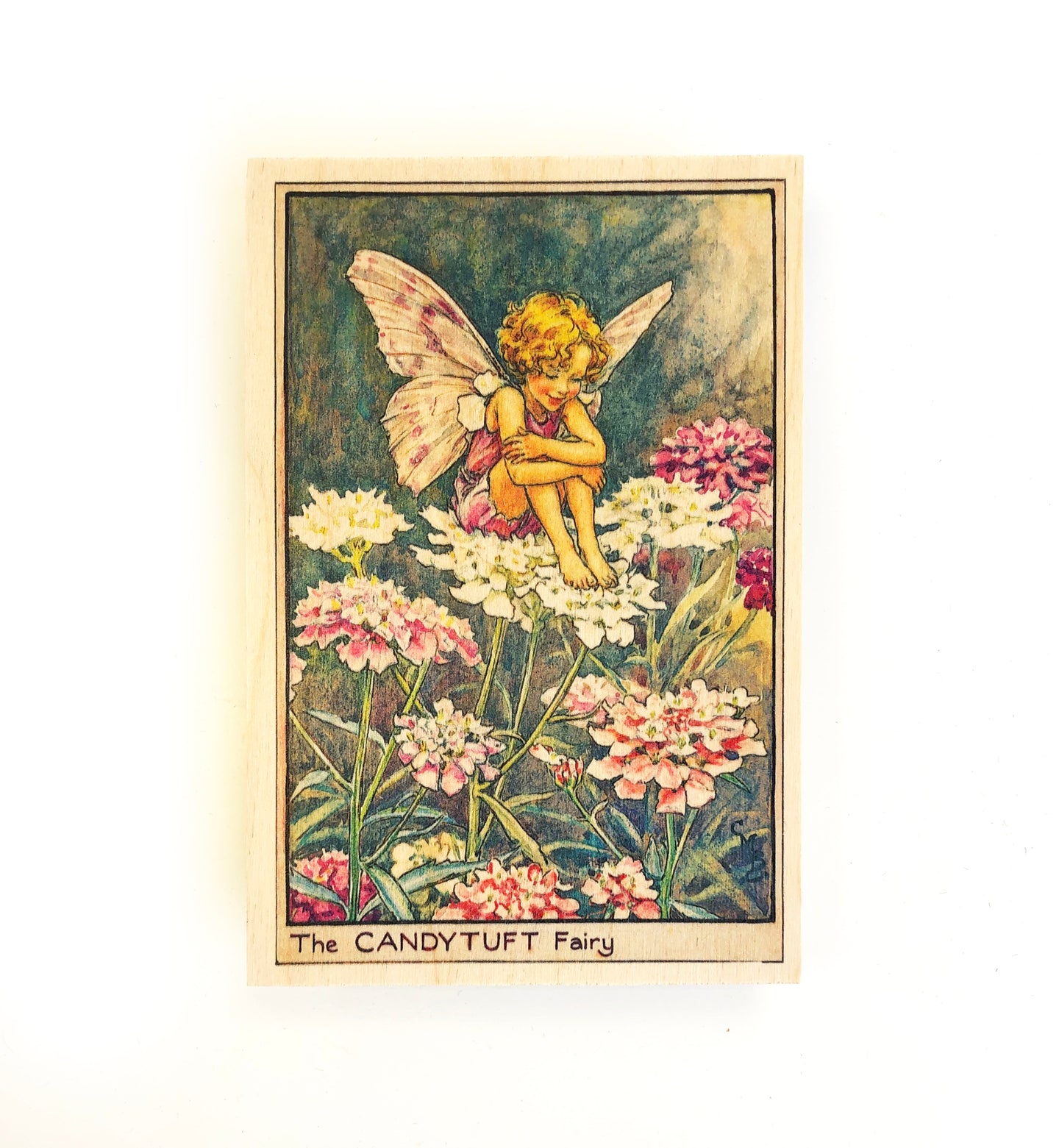 Wooden postcard - candy tuft fairy